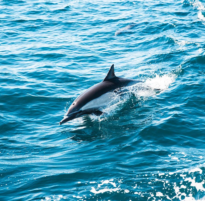 I Shall Always Be Joyful